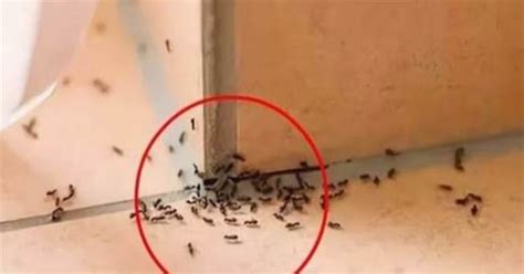 家裡突然出現很多螞蟻預示什麼